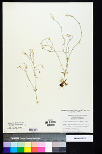 Lindernia monticola image