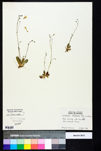 Lindernia monticola image