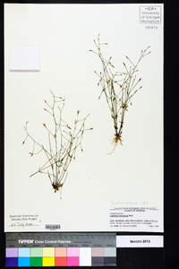 Lindernia monticola image