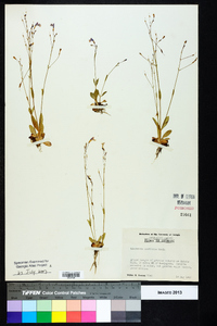 Lindernia monticola image