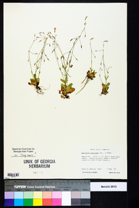 Lindernia monticola image