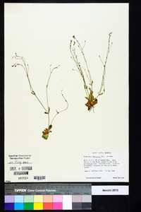 Lindernia monticola image