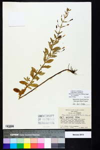 Mecardonia acuminata var. acuminata image