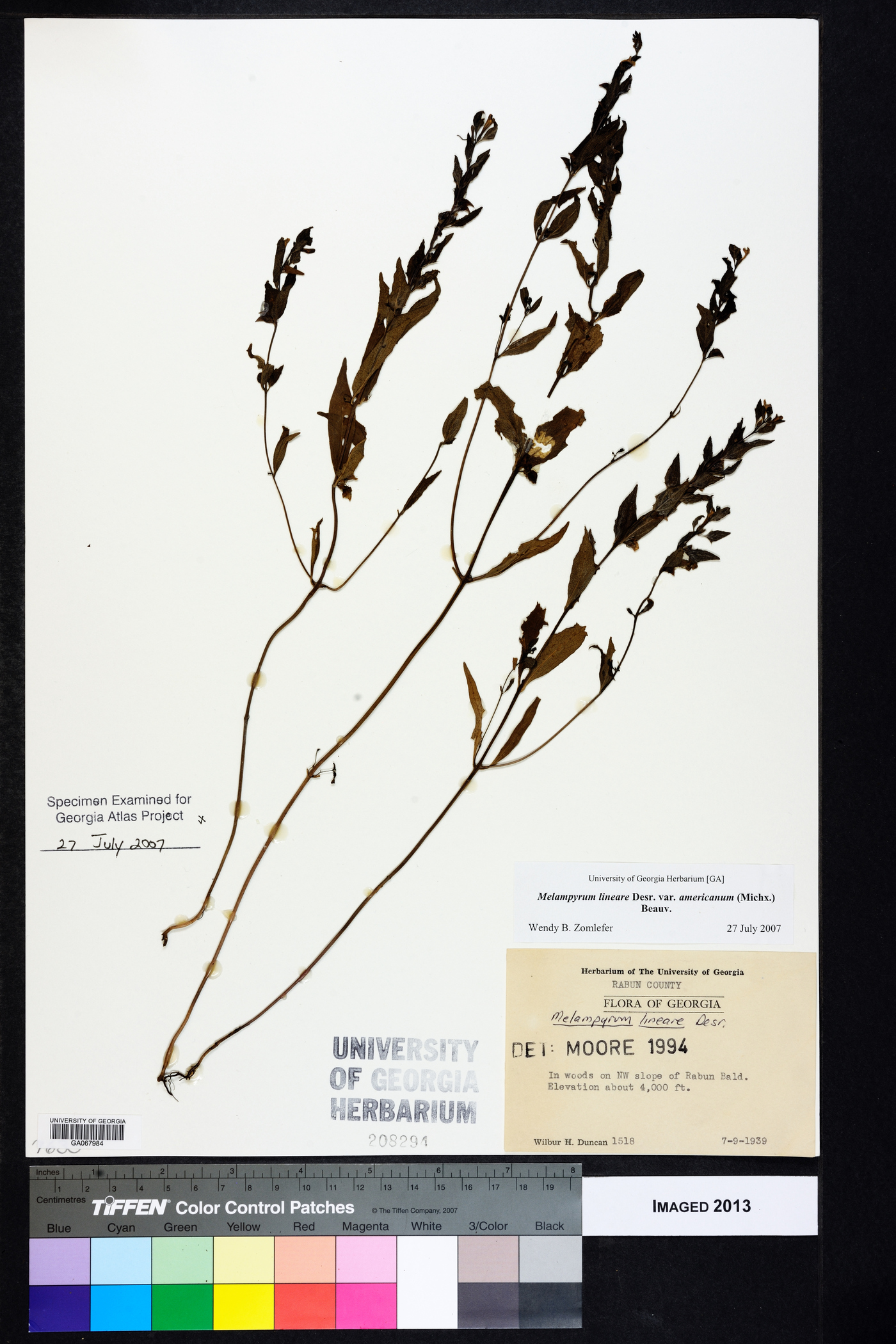 Melampyrum lineare var. lineare image