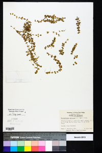 Micranthemum umbrosum image