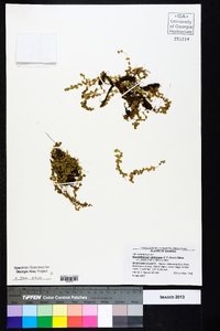 Micranthemum umbrosum image