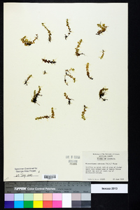 Micranthemum umbrosum image