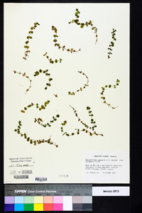 Micranthemum umbrosum image