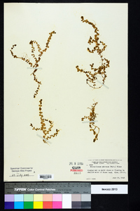 Micranthemum umbrosum image