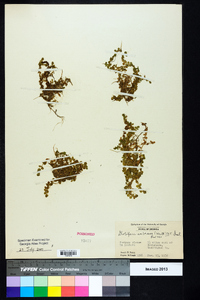 Micranthemum umbrosum image