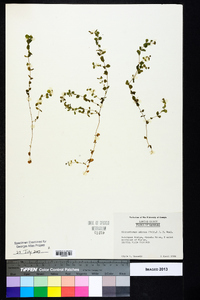 Micranthemum umbrosum image