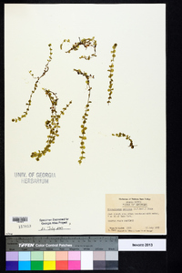 Micranthemum umbrosum image