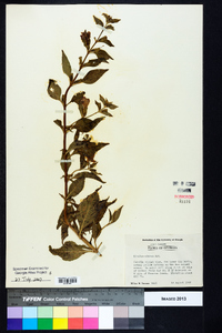 Mimulus alatus image