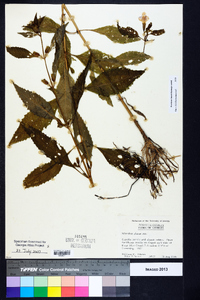 Mimulus alatus image