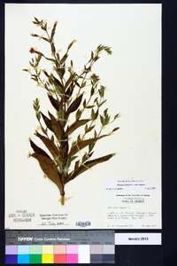 Mimulus ringens var. ringens image