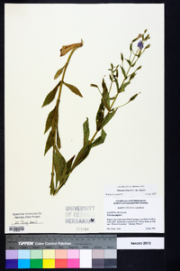 Mimulus ringens var. ringens image