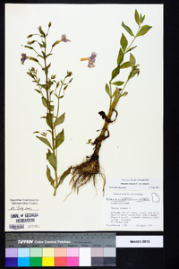 Mimulus ringens var. ringens image