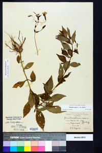 Mimulus ringens var. ringens image