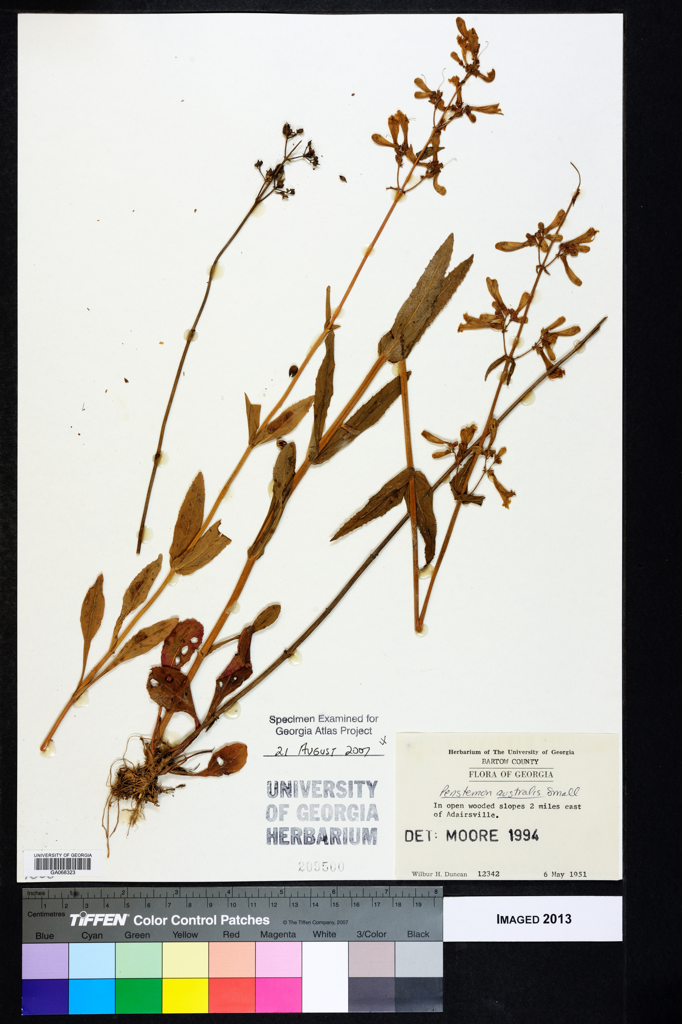 Penstemon australis image