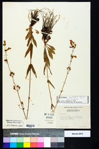 Penstemon australis image