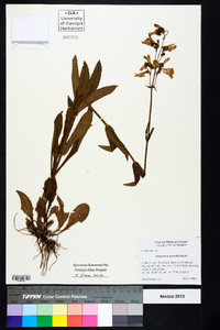 Penstemon australis image