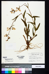 Penstemon australis image