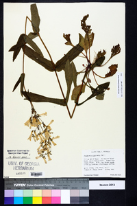 Penstemon australis image