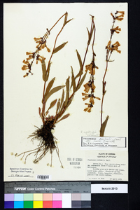 Penstemon australis image