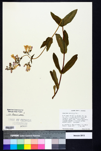 Penstemon australis image