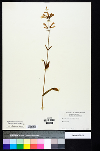 Penstemon australis image