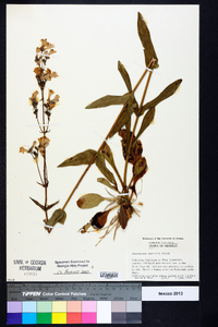 Penstemon australis image