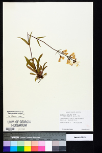 Penstemon australis image