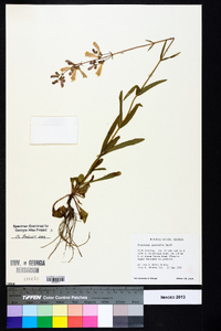 Penstemon australis image