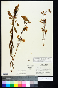 Penstemon australis image