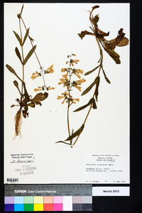 Penstemon australis image