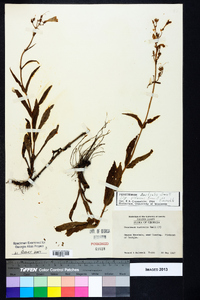 Penstemon australis image