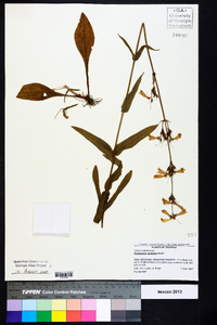 Penstemon australis image