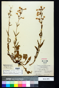 Penstemon australis image