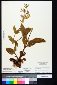 Penstemon australis image