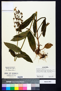 Penstemon australis image