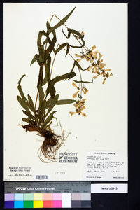 Penstemon australis image