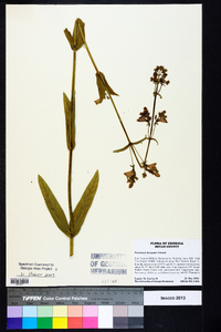 Penstemon laevigatus image