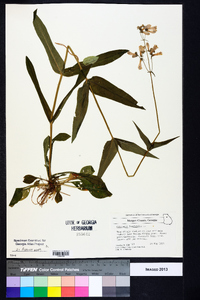 Penstemon laevigatus image