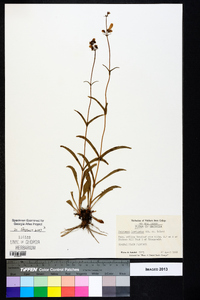 Penstemon laevigatus image