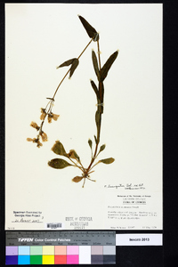 Penstemon laevigatus image