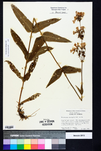 Penstemon laevigatus image