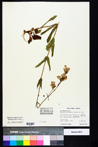 Penstemon laevigatus image