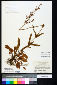 Penstemon laevigatus image