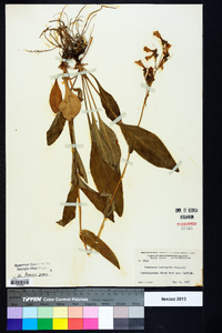 Penstemon laevigatus image