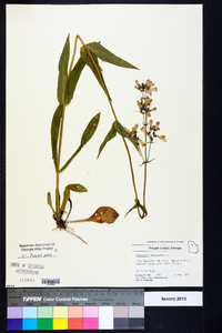 Penstemon laevigatus image